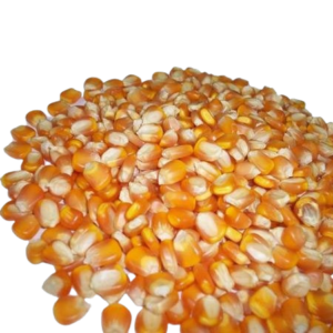 Red Corn for Animal Feed